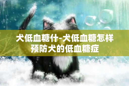 犬低血糖什-犬低血糖怎樣預防犬的低血糖癥