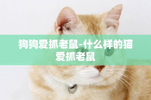 狗狗愛抓老鼠-什么樣的貓愛抓老鼠