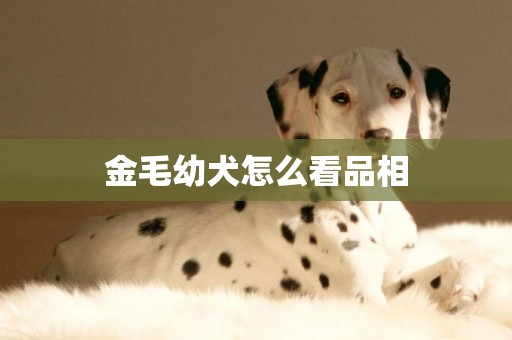 金毛幼犬怎么看品相