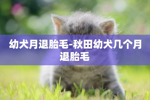 幼犬月退胎毛-秋田幼犬幾個月退胎毛