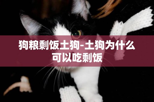 狗糧剩飯土狗-土狗為什么可以吃剩飯