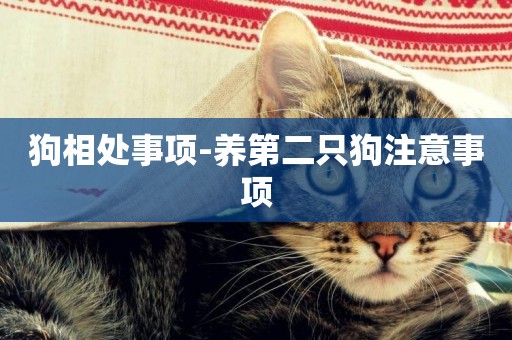 狗相處事項-養第二只狗注意事項