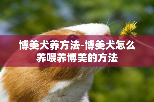 博美犬養方法-博美犬怎么養喂養博美的方法
