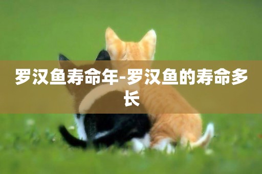 羅漢魚壽命年-羅漢魚的壽命多長