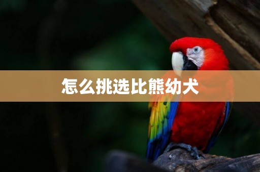 怎么挑選比熊幼犬