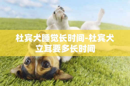 杜賓犬睡覺長時間-杜賓犬立耳要多長時間