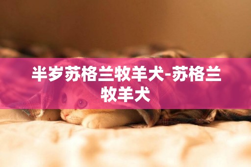 半歲蘇格蘭牧羊犬-蘇格蘭牧羊犬