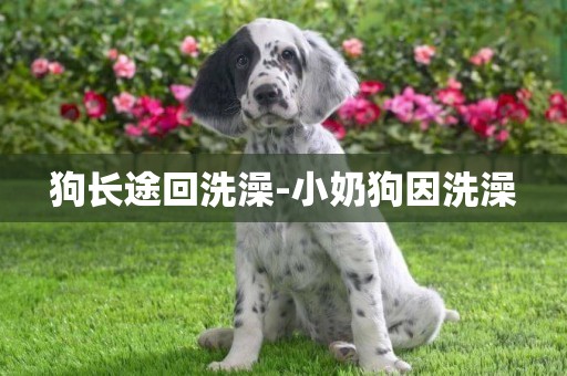 狗長途回洗澡-小奶狗因洗澡