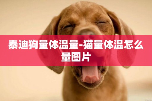 泰迪狗量體溫量-貓量體溫怎么量圖片