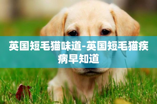 英國短毛貓味道-英國短毛貓疾病早知道