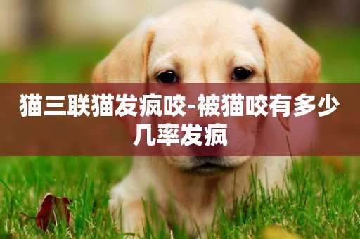 貓三聯貓發瘋咬-被貓咬有多少幾率發瘋