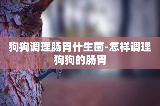 狗狗調理腸胃什生菌-怎樣調理狗狗的腸胃