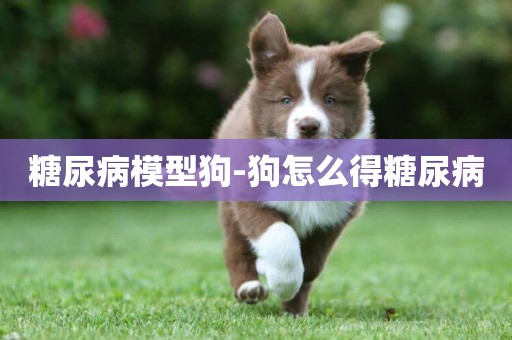 糖尿病模型狗-狗怎么得糖尿病