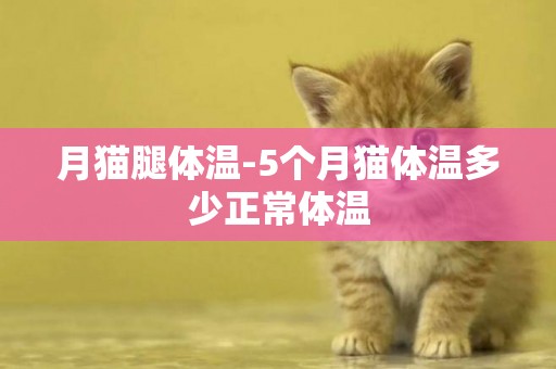 月貓腿體溫-5個月貓體溫多少正常體溫