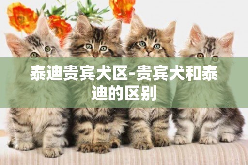 泰迪貴賓犬區-貴賓犬和泰迪的區別