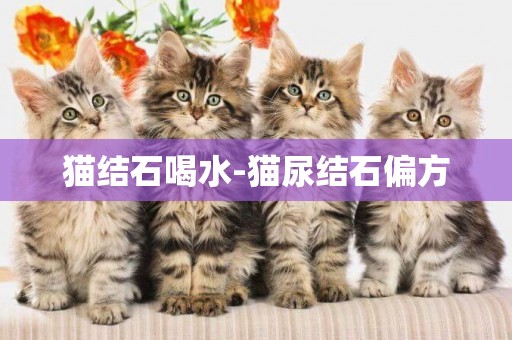 貓結石喝水-貓尿結石偏方
