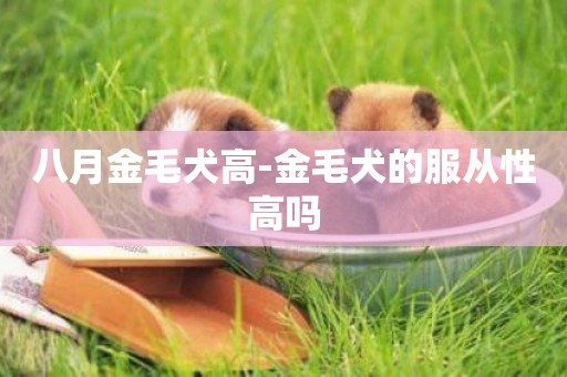 八月金毛犬高-金毛犬的服從性高嗎