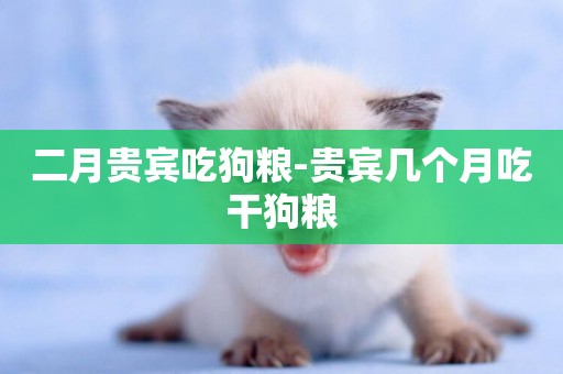 二月貴賓吃狗糧-貴賓幾個月吃干狗糧