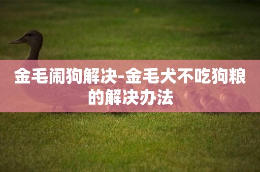 金毛鬧狗解決-金毛犬不吃狗糧的解決辦法