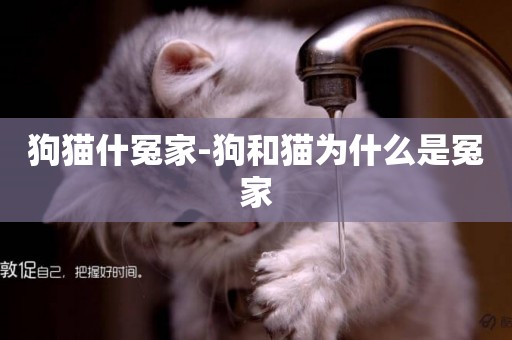 狗貓什冤家-狗和貓為什么是冤家