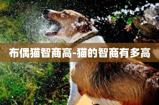 布偶貓智商高-貓的智商有多高