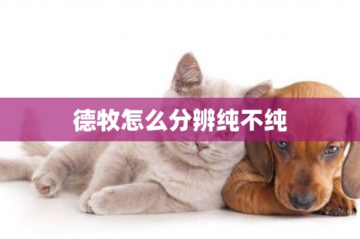 德牧怎么分辨純不純