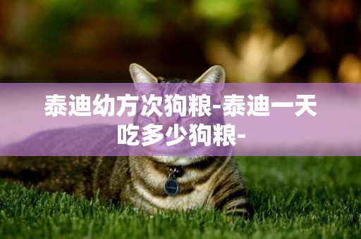泰迪幼方次狗糧-泰迪一天吃多少狗糧-