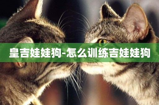 皇吉娃娃狗-怎么訓練吉娃娃狗