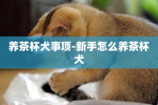 養茶杯犬事項-新手怎么養茶杯犬