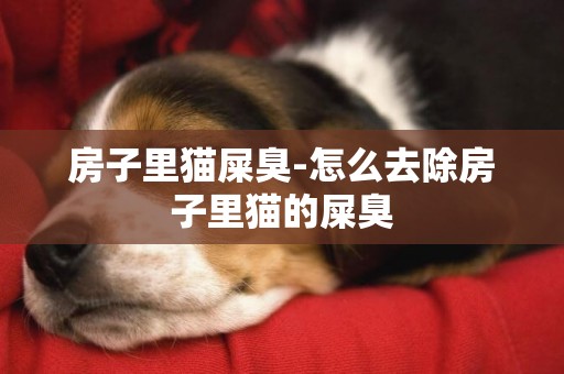 房子里貓屎臭-怎么去除房子里貓的屎臭