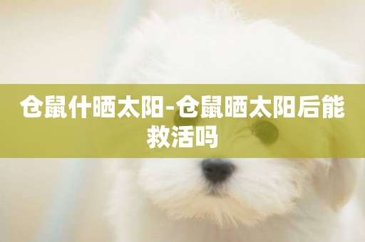 倉鼠什曬太陽-倉鼠曬太陽后能救活嗎