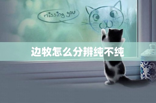 邊牧怎么分辨純不純