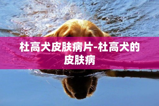 杜高犬皮膚病片-杜高犬的皮膚病
