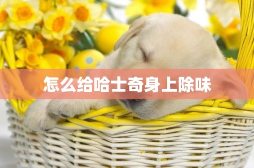 怎么給哈士奇身上除味