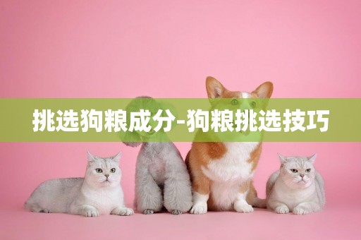 挑選狗糧成分-狗糧挑選技巧