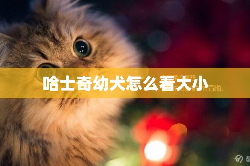 哈士奇幼犬怎么看大小