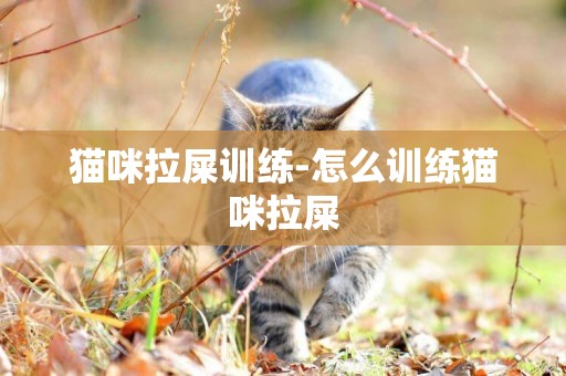 貓咪拉屎訓練-怎么訓練貓咪拉屎