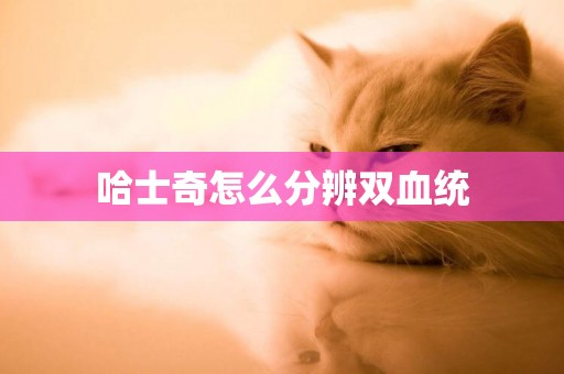 哈士奇怎么分辨雙血統