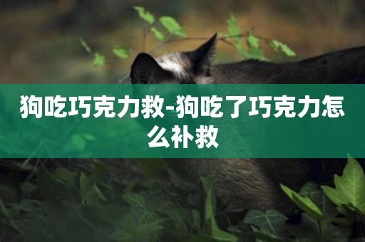 狗吃巧克力救-狗吃了巧克力怎么補救