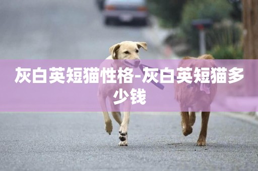 灰白英短貓性格-灰白英短貓多少錢