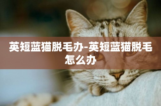 英短藍貓脫毛辦-英短藍貓脫毛怎么辦