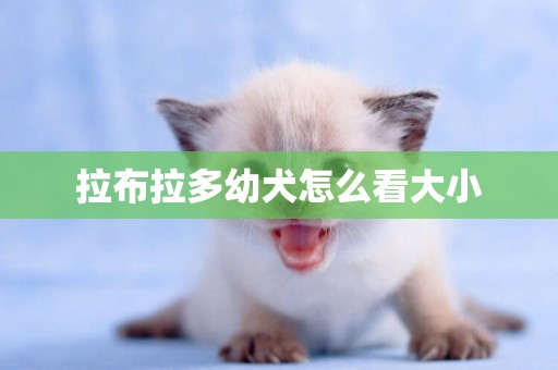 拉布拉多幼犬怎么看大小