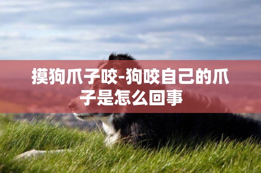 摸狗爪子咬-狗咬自己的爪子是怎么回事