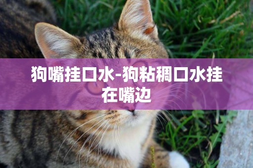 狗嘴掛口水-狗粘稠口水掛在嘴邊