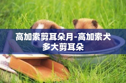 高加索剪耳朵月-高加索犬多大剪耳朵