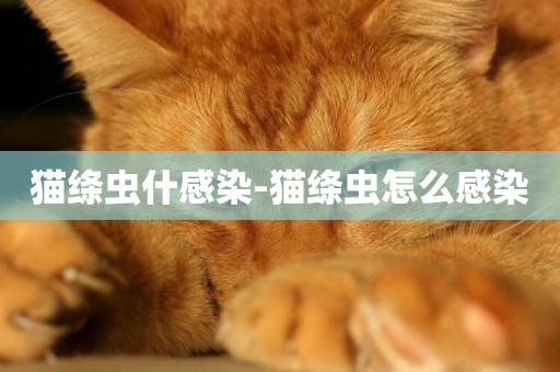 貓絳蟲什感染-貓絳蟲怎么感染
