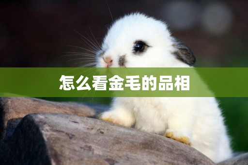 怎么看金毛的品相