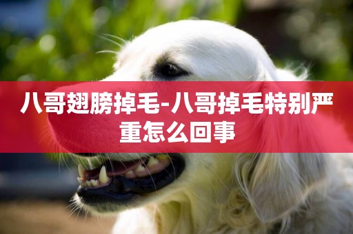 八哥翅膀掉毛-八哥掉毛特別嚴重怎么回事