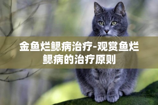 金魚爛鰓病治療-觀賞魚爛鰓病的治療原則