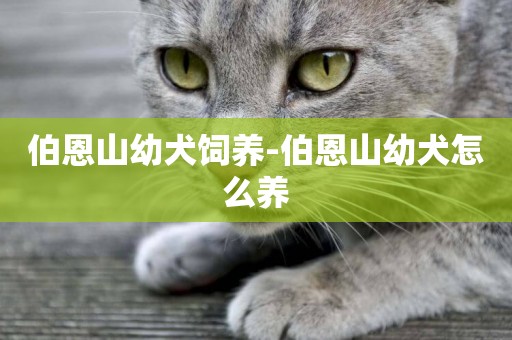 伯恩山幼犬飼養-伯恩山幼犬怎么養